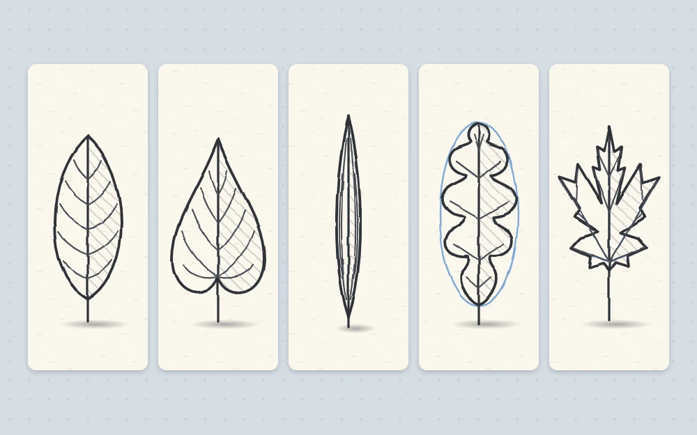 Five leaf shapes in a row: an oval leaf, a heart-shaped leaf, a long narrow blade, a lobed oak-style leaf and a pointed maple-style leaf